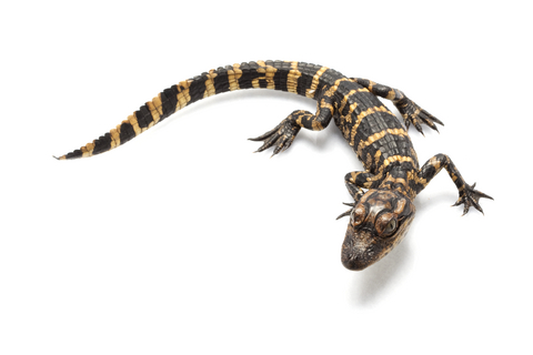 Alligator For Sale, Alligator For Sale In Uk, Alligator For Sale In Dubai,